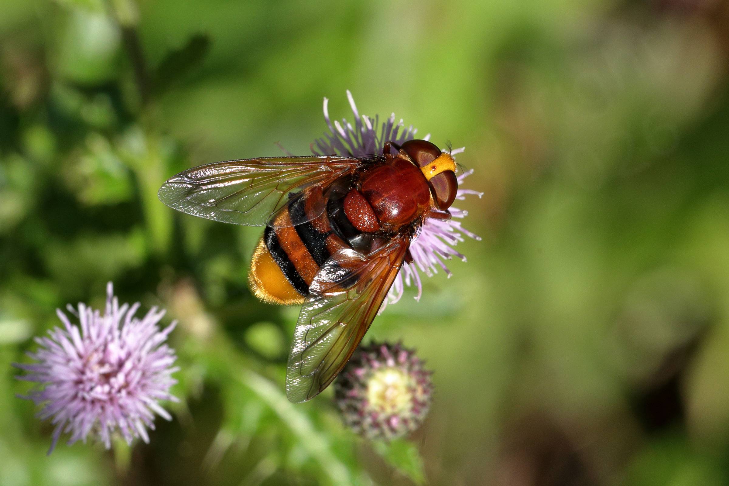 A large broad bodied Hornet Mimic Hoverfly in beautiful glossy chestnut brown yellow and black.