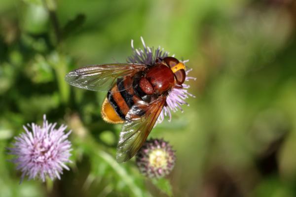 A large broad bodied Hornet Mimic Hoverfly in beautiful glossy chestnut brown yellow and black.