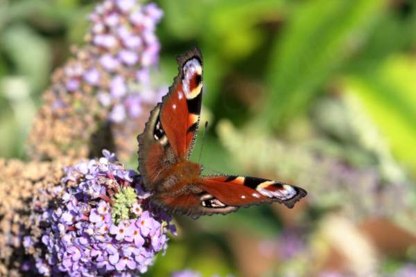A colourful Peacock Butterfly is feeding on a lilac coloured Buddleja flower.