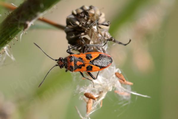 Exploring a plant seed head is a colourful and glossy Cinnamon Bug mostly bright orange in colour with distinctive black markings and black legs and antennae.