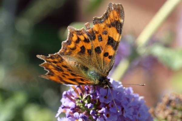 A slightly faded orange and brown Comma Butterfly is feeding on a lilac Budleja flower.