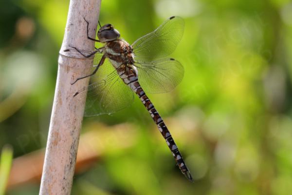 A cream brown and black Migrant Hawker Dragonfly is sunning itself on a garden cane.