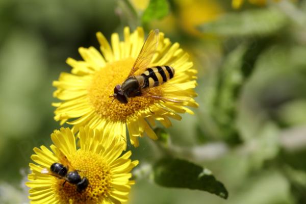 A medium sized black and yellow Hoverfly with bronze coloured thorax is feeding on a bright yellow Fleabane flower.