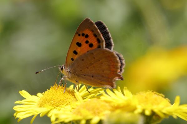A Small Copper Butterfly with folded wings is feeding on some bright yellow Fleabane flowers.