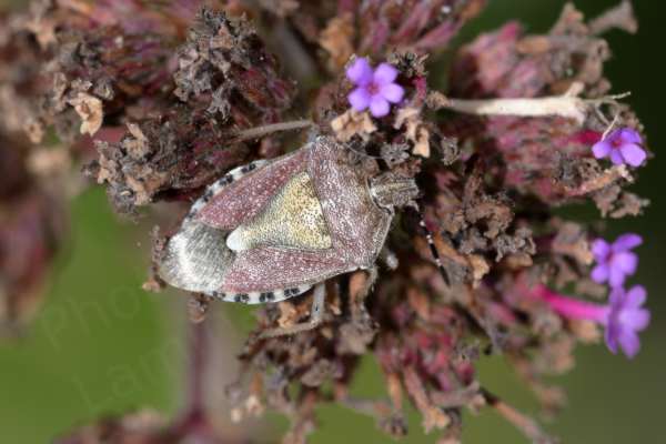 A reddish brown and white Hairy Shieldbug is nestled amongst the fading purple flowers of what looks like Verbena Bonariensis.