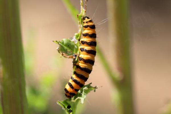 A glossy light orange and black banded Cinnabar Moth Caterpillar is feeding on some very well munched leaves of a Ragwort plant.