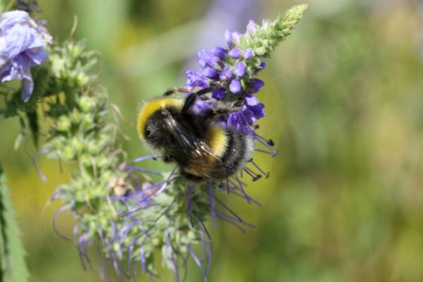 A black white and yellow banded Bumblebee is foraging for dinner amongst the small lilac purple flowers of a Veronica plant.