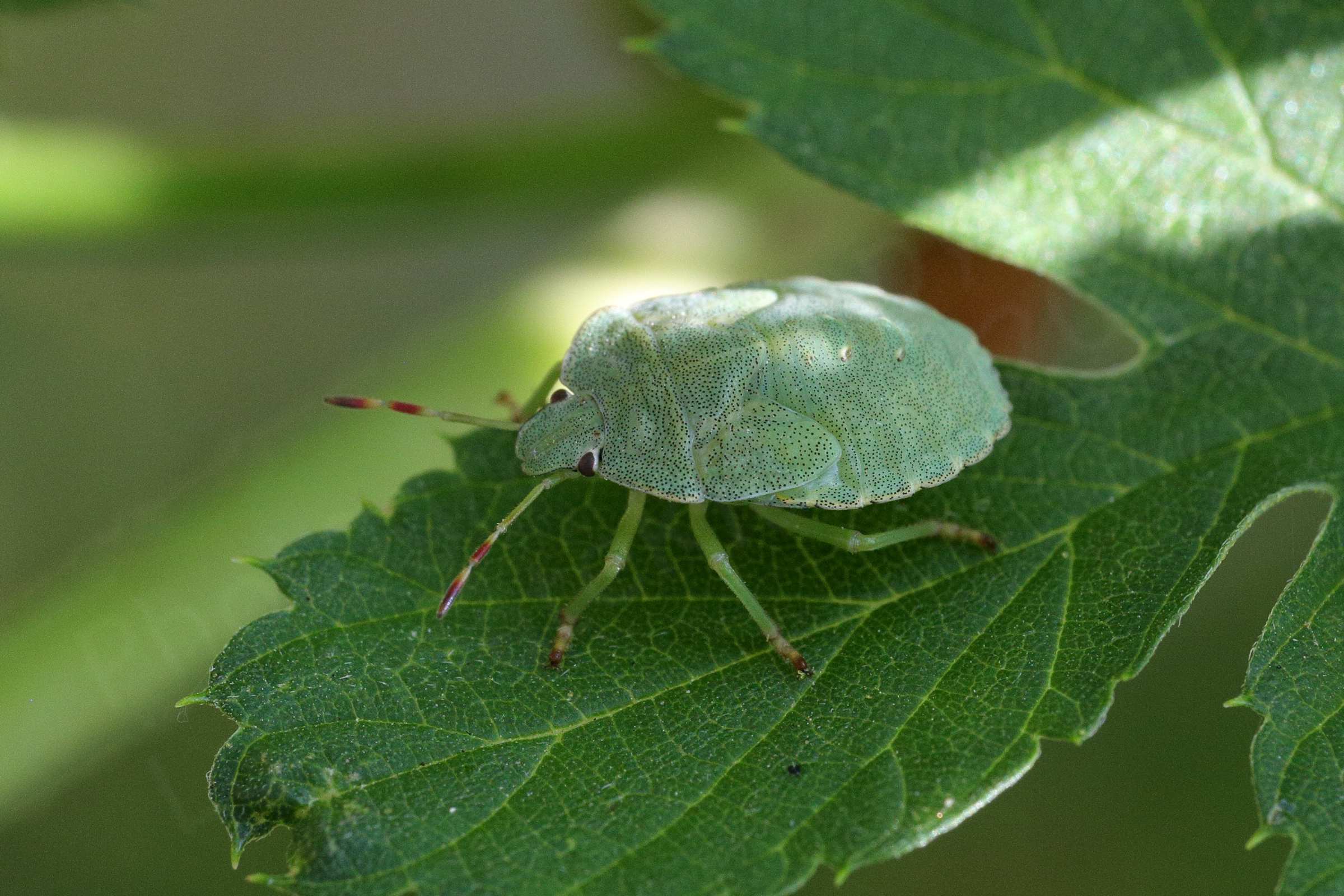 A large Common Green Shieldbug nymph with an almost mint green colouration and covered in tiny black dots.