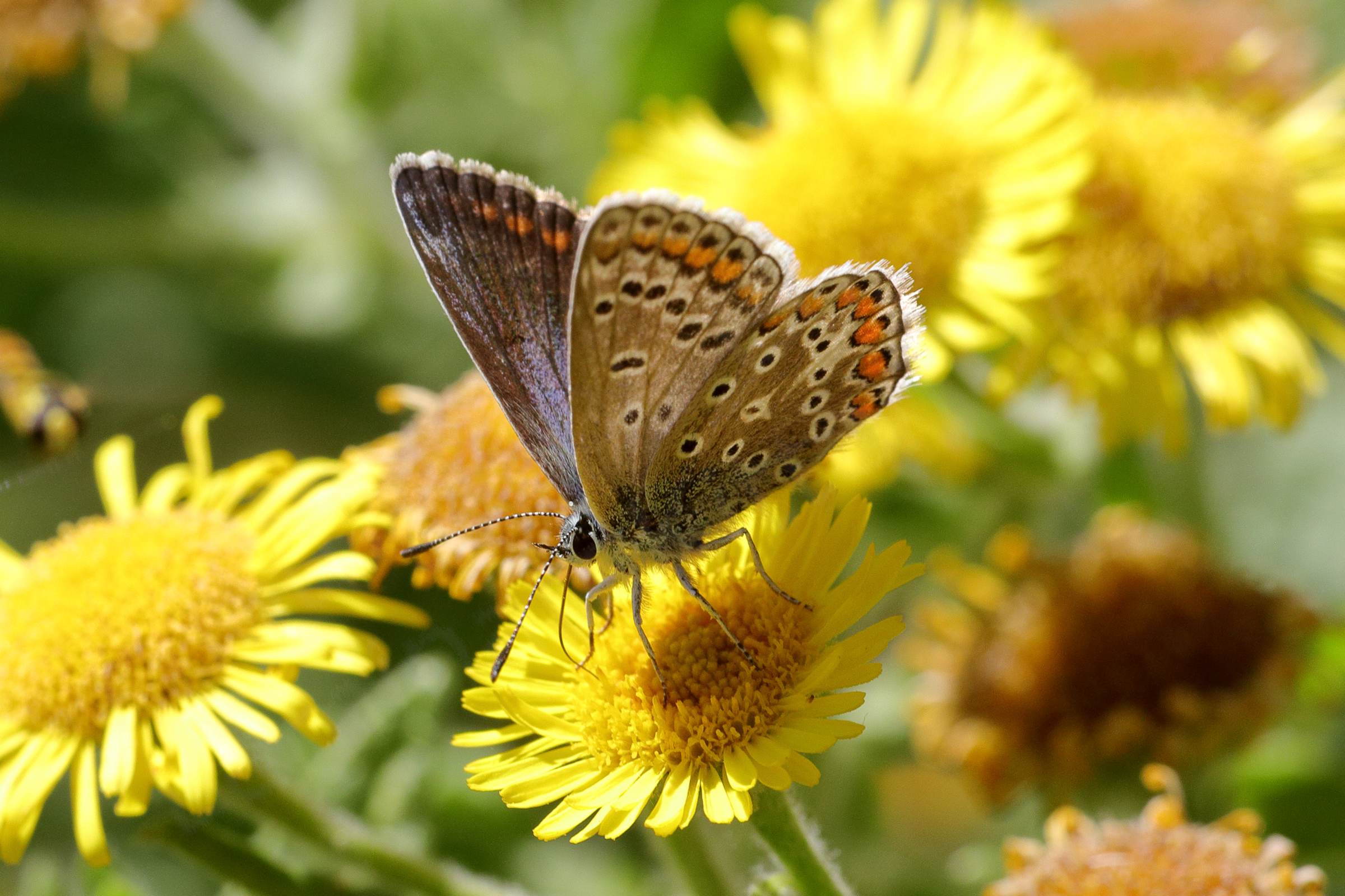 A female Common Blue Butterfly is feeding on Fleabane flowers.