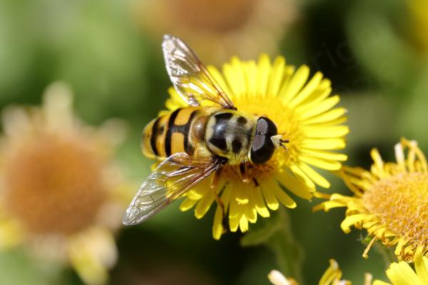 Fleabane is the target for this large yellow Batman Hoverfly complete with black markings including the bat wing marking on the thorax.