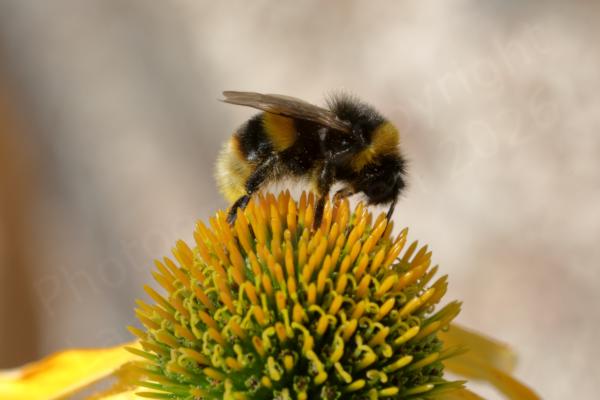 A rather hairy black and yellow Bumblebee is feeding on a large yellow Echinacea flower.