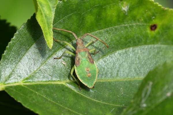 A green Boxbug nymph with brown head thorax and  broad antennae is exploring a Buckthorn leaf.