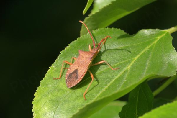 An adult Boxbug with creamy brown undersides and golden brown topsides is resting on a sunny Buckthorn leaf.
