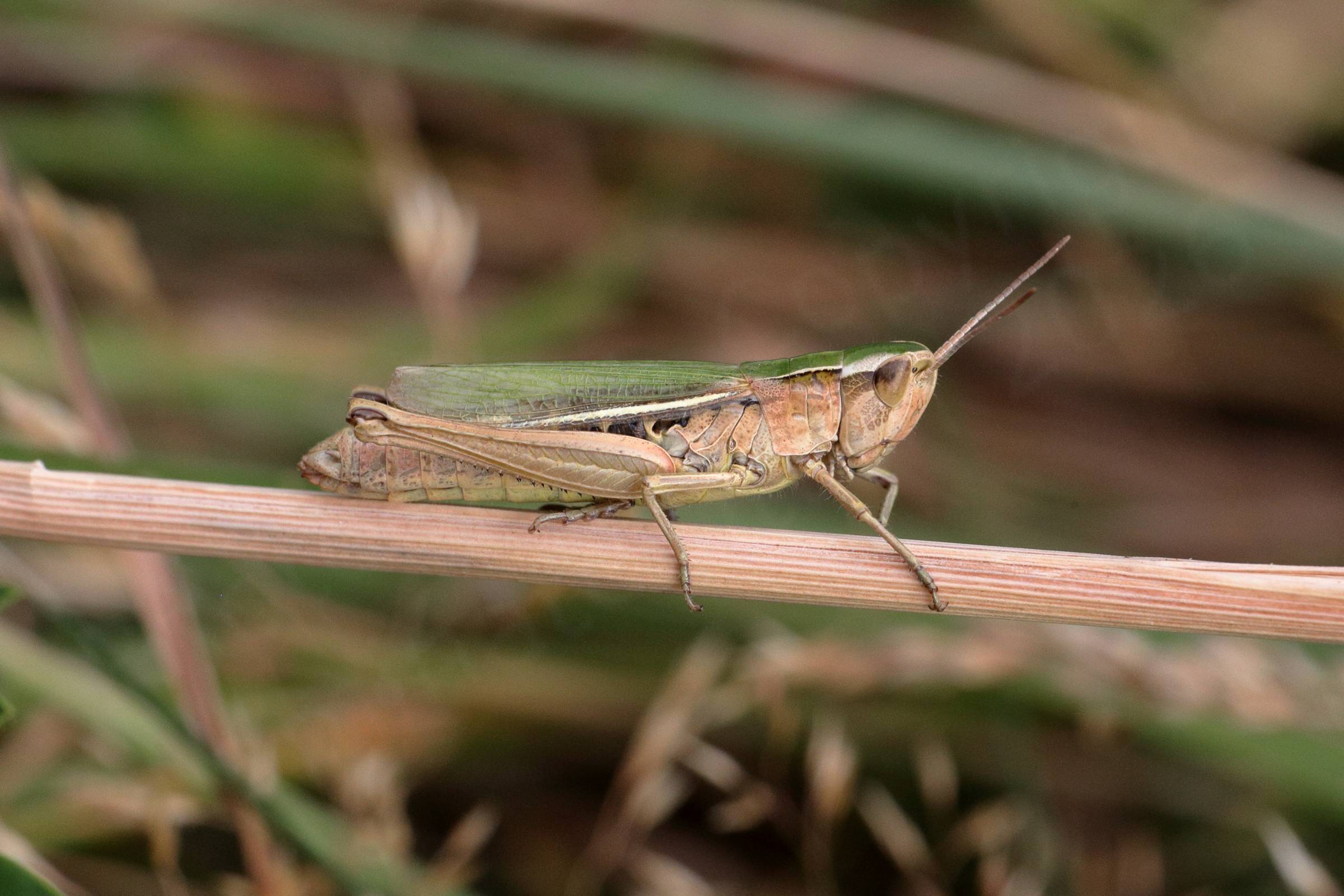 A large creamy brown grasshopper with green upper thorax head and wings is walking along a dried plant stem.