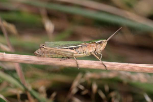 A large creamy brown grasshopper with green upper thorax head and wings is walking along a dried plant stem.