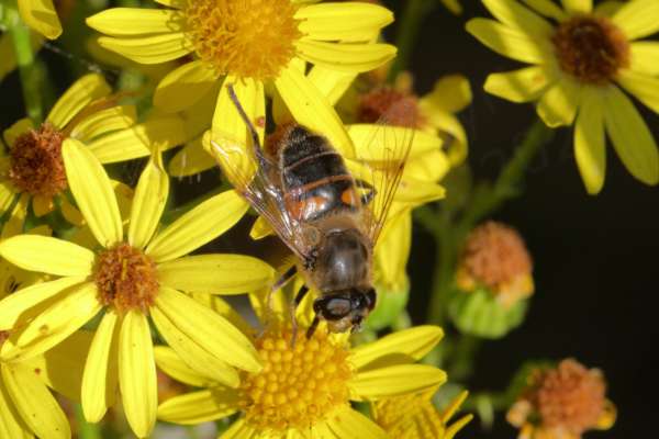 A large black and orange Hoverfly with pale brown hairs is feeding on a yellow Ragwort flower.