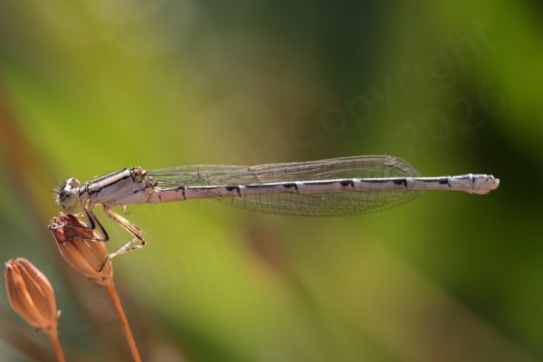 A slender creamy pink coloured female Common Blue Damselfly is resting on a coppery brown seed head.