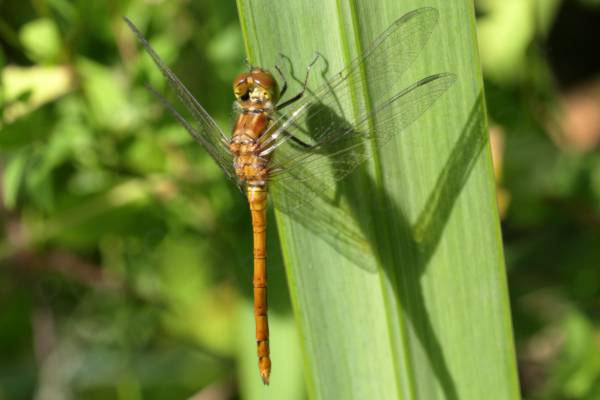 A young glossy golden yellow Common Darter in pristine condition is resting on a yellow iris leaf preparing for its first flight.