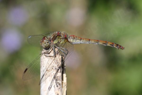 A mature Common Darter Dragonfly mostly yellowish brown with some red and darker brown markings is keeping lookout on a slender stick.