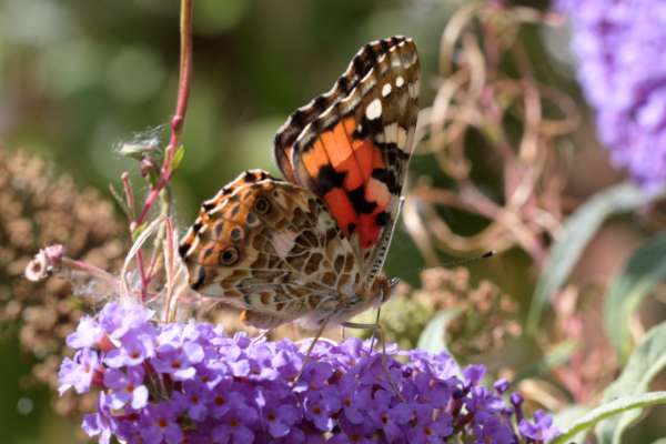 A colourful Painted Lady Butterfly with wings folded is feeding on a vibrant purple Buddleja flower.