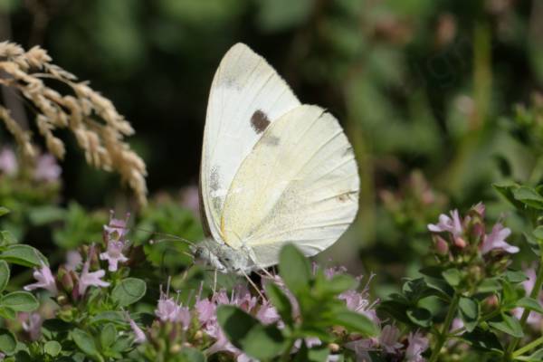 A Large White Butterfly is enjoying a clump of pale pinkish purple Thyme or Marjoram flowers.