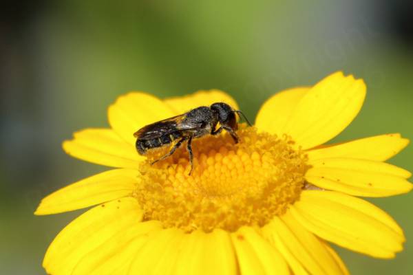 A small hairy black Bee with narrow bands of yellow on its abdomen is feeding on a yellow Dyer's Chamomile flower.